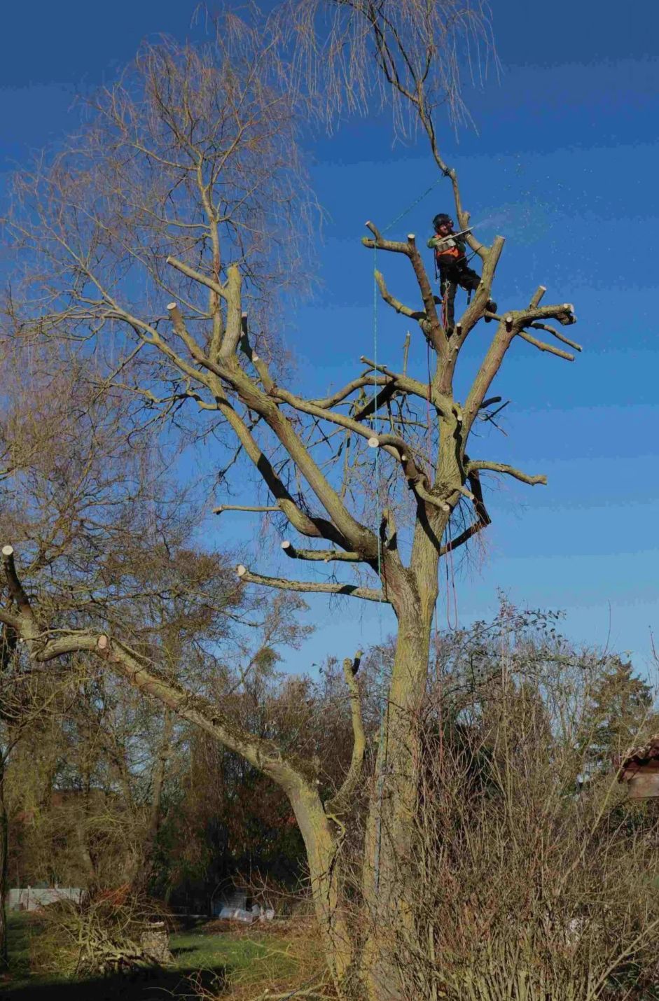Élagage d'arbre à l'aide d'un grimpeur élagueur dans le Jura — SAS POLYVIER